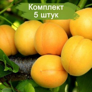 Саженцы абрикоса Царского (обычного) -  комплект 5 шт.
