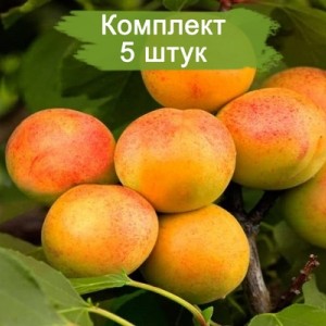 Саженцы абрикоса Водолей (средний) -  комплект 5 шт.