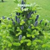 Саженец ели корейской 40-60 см - комплект 5 шт.