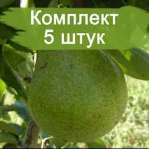 Саженцы груши Ноябрьская -  комплект 5 шт.