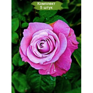 Саженцы чайно-гибридной розы Блю Парфюм (Blue Parfume) -  комплект 5 шт.