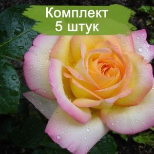 Саженцы чайно-гибридной розы Глория Дей (Gloria Dei) -  комплект 5 шт.