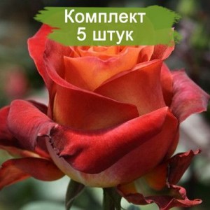 Саженцы чайно-гибридной розы Кофе Брейк (Coffee Break) -  комплект 5 шт.
