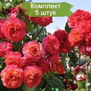 Саженцы розы флорибунды Мидсаммер (Midsummer) -  комплект 5 шт.