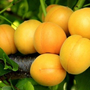 Саженец абрикоса Царский  (обычный)