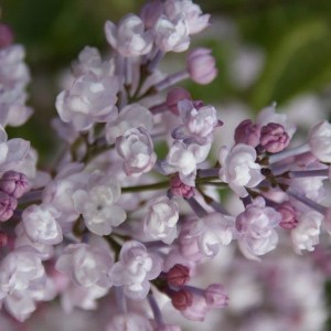 Саженец сирени Анабель (Anabel)
