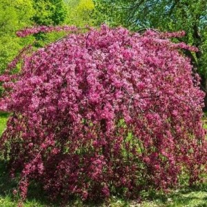 Саженец Яблони плакучей ( на штамбе) Роял Бьюти (Royal Beauty)