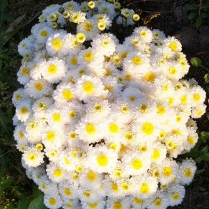 Саженец хризантемы мультифлора Эльф Йеллоу (Elfie Yellow) бледно-желтая